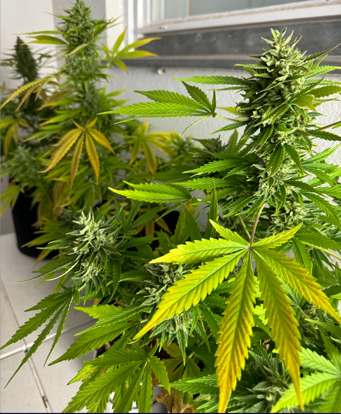 Cannabis Pflanze leicht vergilbt erntereif
