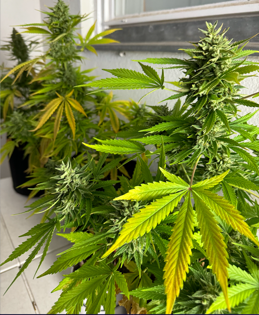 Cannabis Pflanze leicht vergilbt erntereif